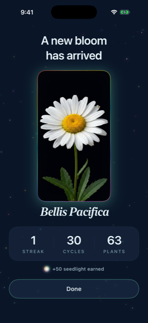 A new bloom has arrived — Bellis Pacifica revealed